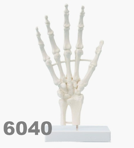 [독일Zimmer] 손골격 모형 6040 (실제규격,보급형) Hand skeleton,block model/YS