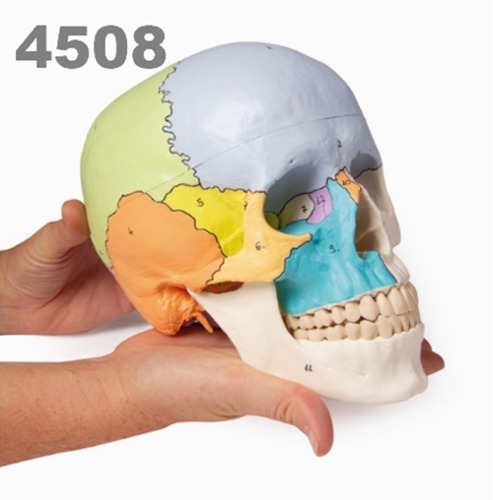 [독일Zimmer] 두개골 모형 4508 (컬러채색,3분리,실제규격) Skull model,3-part,didactical painted.