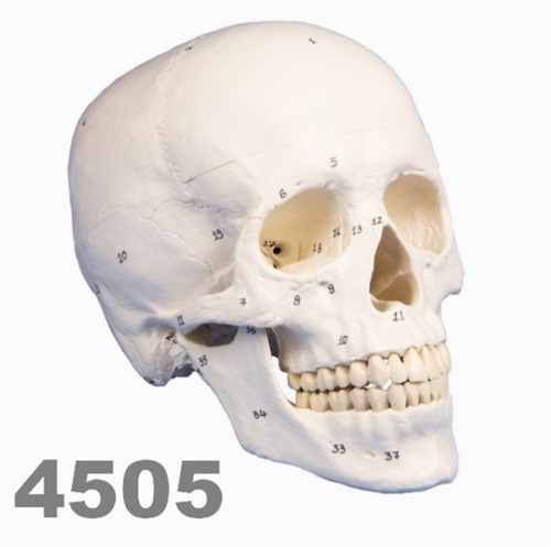 [독일Zimmer] 두개골모형 4505 (실제규격,3분리,번호마킹) Skull model,3 partst,numbered.