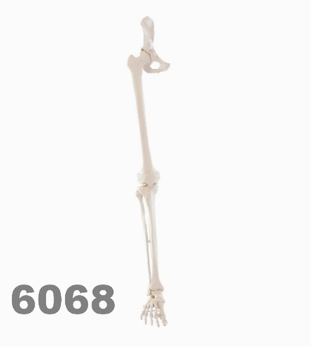 [독일Zimmer] 1/2골반 다리골격 모형 6068 (실제규격,1/2골반포함) Skeleton of leg with half pelvis.