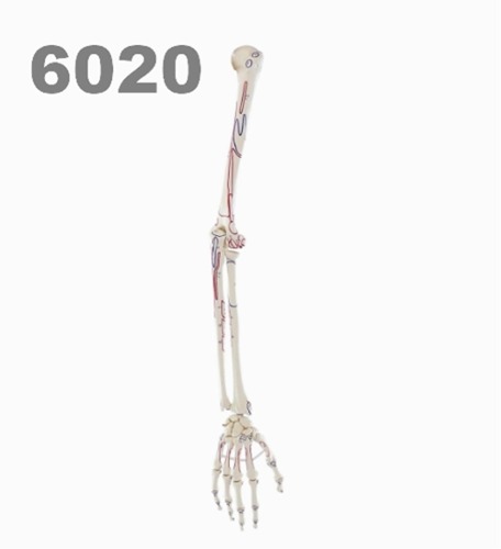 [독일Zimmer] 팔골격 모형 6020 (실제규격,근육마킹) Skeleton of arm with muscle marking.