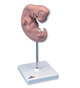 [3B] 4주차 배아모형 L15 (Human Embryo Model-25 Times Life Size)