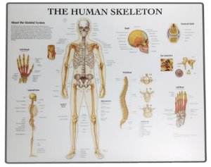 전신골격 데스크매트 BS106Mat (The Human Skeleton,51*41cm) 책상매트 책상깔판