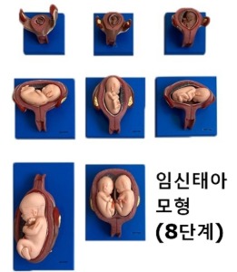 [Kar] 태아모형 42005 (임신 8단계 모형,8EA)