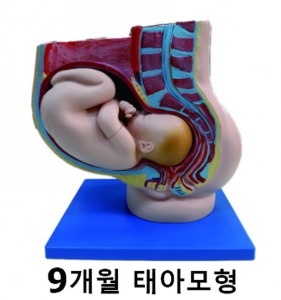 [Kar] 태아모형 42006 (9개월,실물크기)