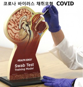 [Health Edco] 바이러스 검체채취 모형 78034 코로나검사
