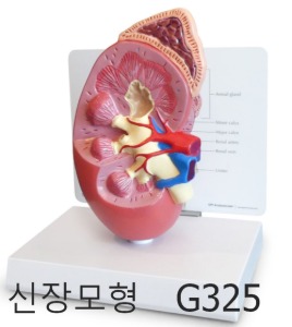 [GPI] 신장모형 G325