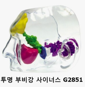 [GPI] 투명 부비강 사이너스 모형 G2851 실제사이즈 투명코모형