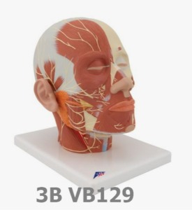 [3B Scientific] 신경이 있는 얼굴 근육모형 VB129 (24*18*24cm,1.1Kg) Head Musculature additionally with Nerves