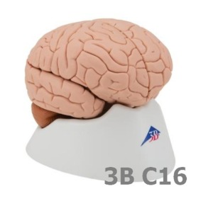 [3B Scientific] 4분리 뇌 모형 C16 (17.5cm,0.6Kg) Brain Model, 4 part