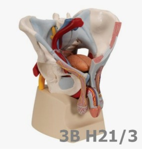 [3B Scientific] 인대, 혈관, 신경, 골반 기저부, 기관이 있는 7분리 남성골반모형 H21/3 Pelvis male with organs