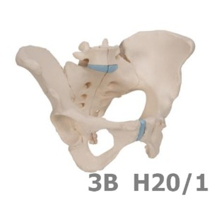 [3B Scientific] 3분리 여성골반모형 H20/1 (19*27*19cm,1.3Kg) Female Pelvis, 3 part