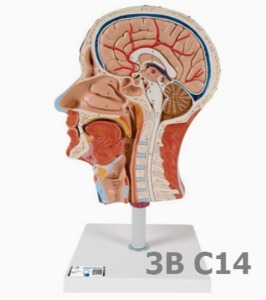 [3B Scientific] 근육이 있는 머리 절반모형 C14 (22cm,1Kg) Half Head with Musculature