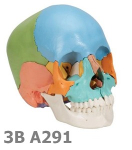 [3B Scientific] 22분리 채색 두개골 모형 A291 Human Skull Mode -Didactic Version,22 p