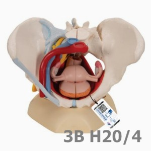 [3B Scientific] 인대, 혈관, 신경, 골반저, 기관이 있는 6분리 여성골반모형 H20/4 (19*27*19cm,2.2Kg) Female Pelvis with Ligaments, Vessels, Nerves, Pelvic Floor, Organs