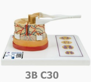 [3B Scientific] 척수 모형 C41 (26*19*13cm,실물 5배규격) Spinal Cord Model 5 times life size