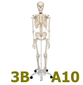 [3B Scientific] 전신골격모형 A10 (176cm,9.5Kg) Skeleton Stan 5-feet Roller Stand