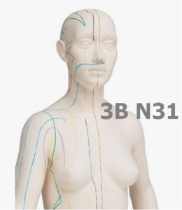 [3B Scientific] 전신경혈모형 N31 (여성,72cm,침놓는부위표시) Acupuncture Model, female 침술모형