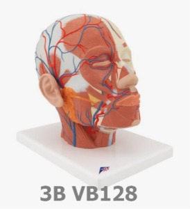 [3B Scientific] 혈관 있는 얼굴 근육 모형 VB128 (24*18*24cm,0.9Kg) Head Musculature additionally with Blood Vessels