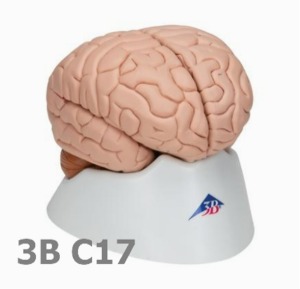 [3B Scientific] 8분리 뇌 모형 C17 (17.5cm,0.8Kg) Brain Model, 8 part