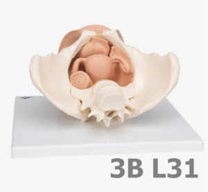 [3B Scientific] 생식 기관이 있는 3분리 여성 골반모형 L31 (33*26*18cm,1.9Kg) Female Pelvis Skeleton with Genital Organs, 3 part