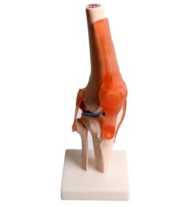 [JS] 무릎관절모형 JSM-31 (높이33cm,인대포함)