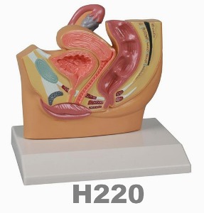 [독일Zimmer] 여성 골반 모형 H220 (1/2실물규격,단면) Female pelvis section,1/2 reduced size.