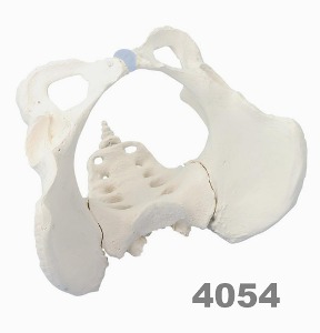 [독일Zimmer] 천골 포함 여성골반 모형 4054 (실제규격) Female pelvis with sacrum.