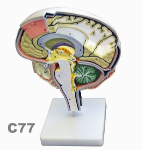 [독일Zimmer] 뇌모형 C77 (뇌내부 상세관찰단면,실물규격) Brain Section.