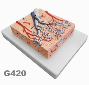 [독일Zimmer] 폐소엽모형 G420 (허파꽈리,실물20배규격) Lung Lobule.