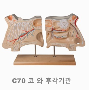 [독일Zimmer] 코 와 후각 모형 C70 (내부상세 2분리,실물4배크기) Nose and Olfactory organ,4 times life size.