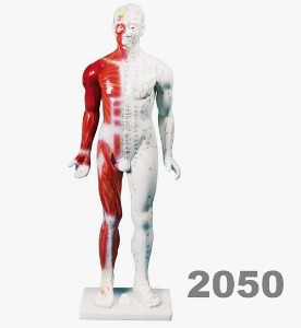 [독일Zimmer] 전신경혈모형 2050 (80 cm,신경,근육포함,침뜸부위 표시) Chinese acupunture figure 침술모형.
