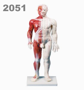 [독일Zimmer] 전신경혈 모형 2051 (60cm,신경,근육포함,침뜸표시) Chinese acupunture figure 침술모형.