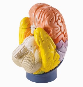 [독일Zimmer] 4분리 영역별 뇌모형 R10122 (Regional Brain,4-part,2 times life size).