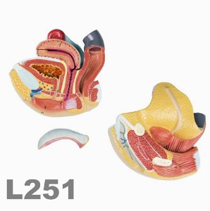 [독일Zimmer] 여성생식기 모형 L251 (4분리,실제규격) Female genital organs, 4 parts/YS
