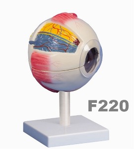 [독일Zimmer] 안구 모형 F220 (실물6배규격,6분리) Eye model,6 times life size,6 parts.