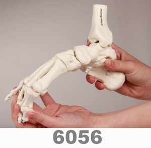 [독일Zimmer] 발골격 모형 6056 (실제규격,정강이,종아리일부포함.전체탄성) Skeleton of foot with tibia and fibula insertion,flexible.
