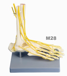 [독일Zimmer] 신경표시 발골격 모형 M28 (실제규격) Neuro Foot.