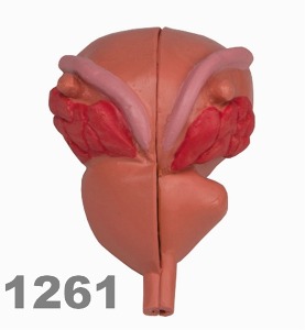 [독일Zimmer] 2분리 전립선 모형 1261 (1/2실물규격,단면) Prostate Model,2-part.