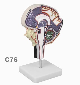 [독일Zimmer] 뇌척수액 순환모형 C76 (실물규격) Cerebrospinal Fluid Circulation.