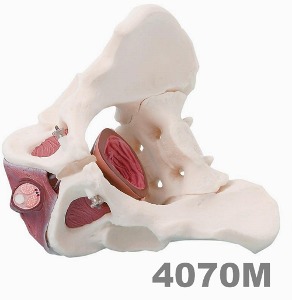[독일Zimmer] 남성골반 모형 4070M (실제규격 및 3분리) Male pelvis pelvic floor musculature.
