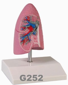 [독일Zimmer] 폐 모형 G252 (1/2실물규격) Lung half life size.