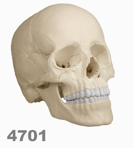 [독일Zimmer] 두개골모형 4701 (실제규격,22분리) Osteopathic Skull Model,22 part, anatomical version.
