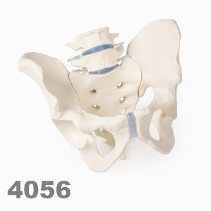 [독일Zimmer] 남성골반 모형 4056 (실제규격,요추 천골 장골 포함) Male pelvis with sacrum and 2 lumbar vertebrae.