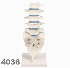 [독일Zimmer] 요추 모형 4036 (실제규격,분리관찰) Lumbar vertebral column with stand.