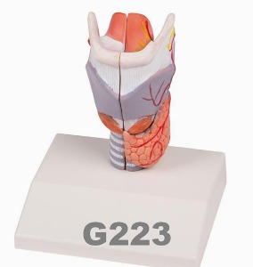 [독일Zimmer] 2분리 성대모형 G223 (실물규격) Larynx Model,life size,2-part.