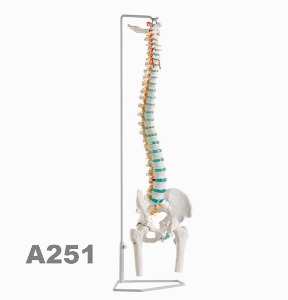 [독일Zimmer] 대퇴골부 표시 유연한 척추모형 A251 (고관절,넓적다리뼈포함,실제규격) Flexible vertebral column with femur heads,85cm.
