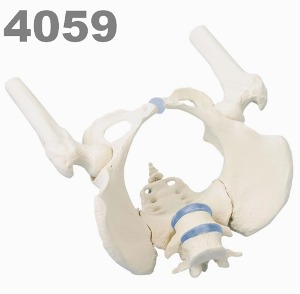 [독일Zimmer] 여성골반모형 4059 (실제규격,요추,대퇴부뼈포함) Female pelvis with sacrum,2 lumbar vertebrae and femoral stumps.