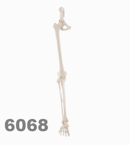 [독일Zimmer] 1/2골반 다리골격 모형 6068 (실제규격,1/2골반포함) Skeleton of leg with half pelvis.