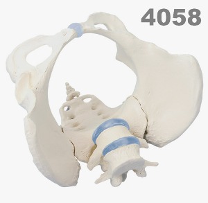 [독일Zimmer] 여성골반 모형 4058 (실제규격,장골 천골 요추포함) Female pelvis with sacrum and 2 lumbar vertebrae/YS